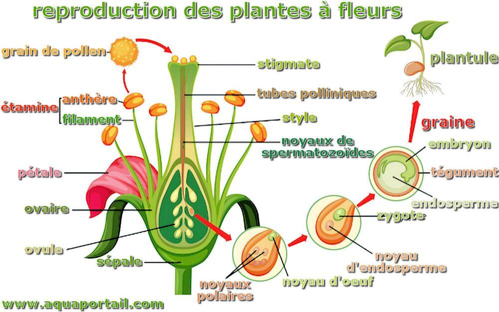 La reproduction chez les plantes/ 5AP